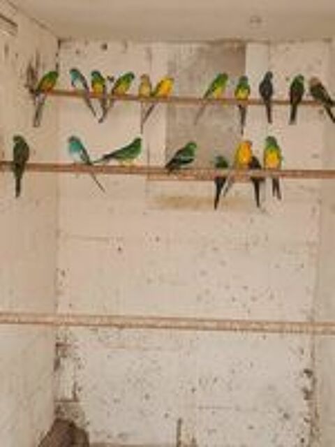   Mâles omnicolores, croupions et perruches vertes.
