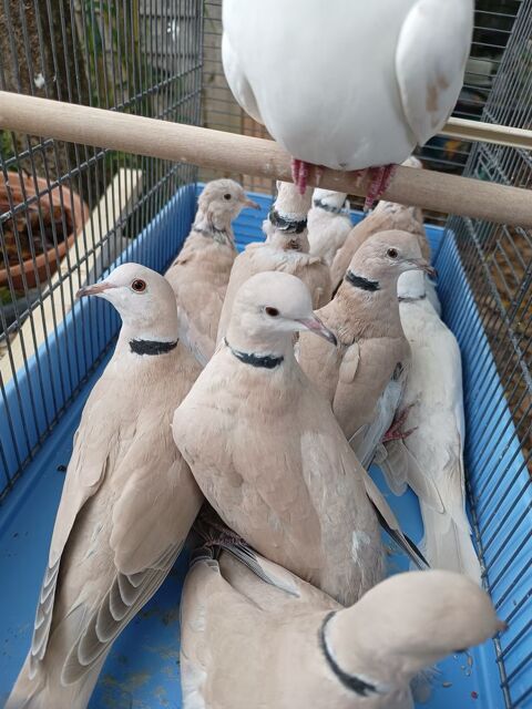 Tourterelle et colombes 10 45310 Coinces