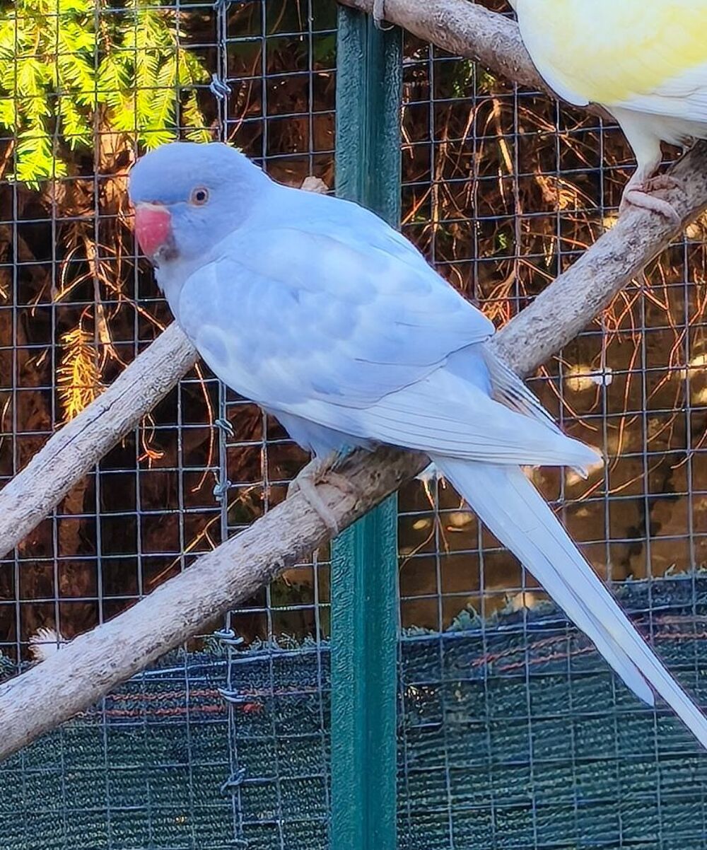   Perruche à collier  