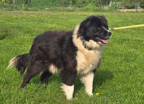 ARAP crois&eacute; border 5 ans 250 59300 Aulnoy-lez-valenciennes