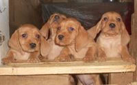 Chiots Basset Fauve de Bretagne LOF ou non LOF 400 31350 Blajan