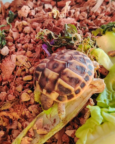 Réservation bébé tortue de terre 70 45290 Langesse