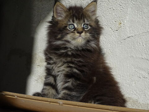 &Agrave; r&eacute;server 4 Chatons crois&eacute;s maine coon persan chinchilla 600 81630 Salvagnac