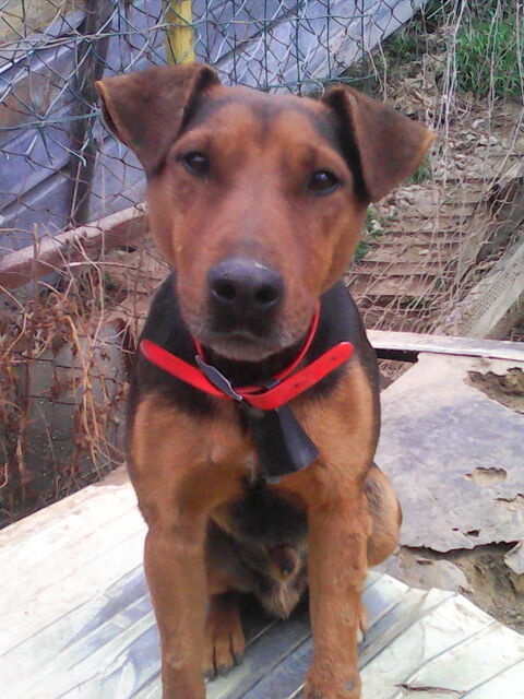 CHIOTS A R&eacute;SERVER 0 48340 Les hermaux