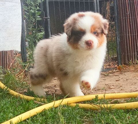 chiots bergers australiens Lof  1000 44116 Vieillevigne
