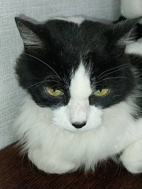 Chien DUCHESSE à l adoption 200 26330 Chteauneuf-de-galaure