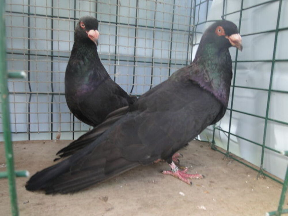   pigeon romain . 