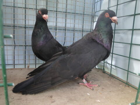 pigeon romain . 30 24130 Prigonrieux