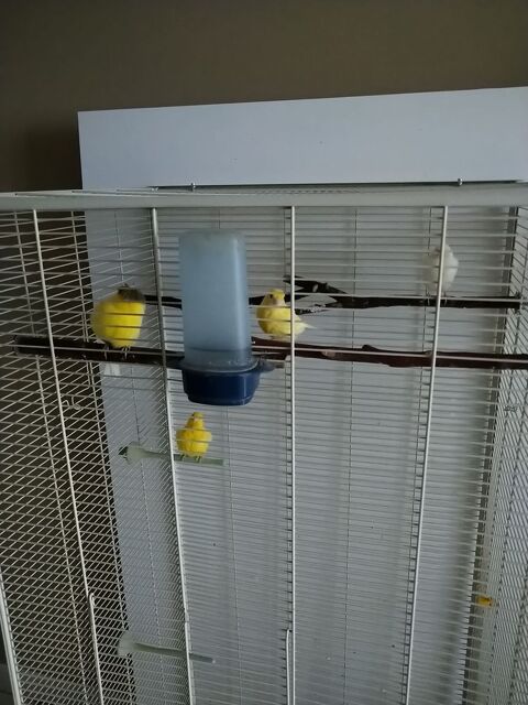 Canaris 2025 20 59370 Mons-en-barul