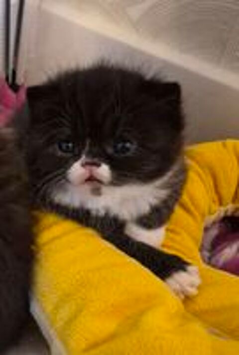   Exotic Shorthair  