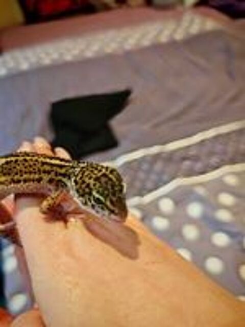   Gecko adultes et juvéniles  