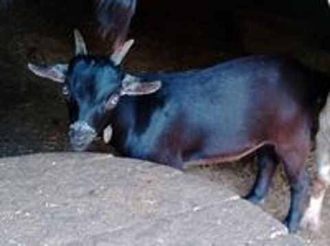   chevre 