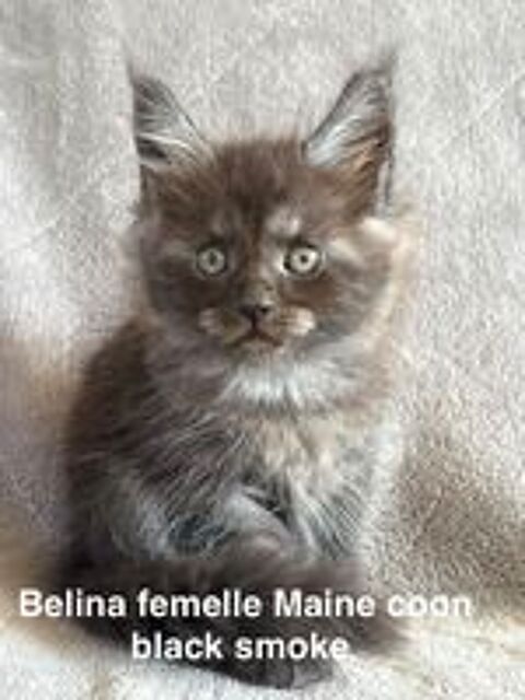  Chatons Maine coon femelles  