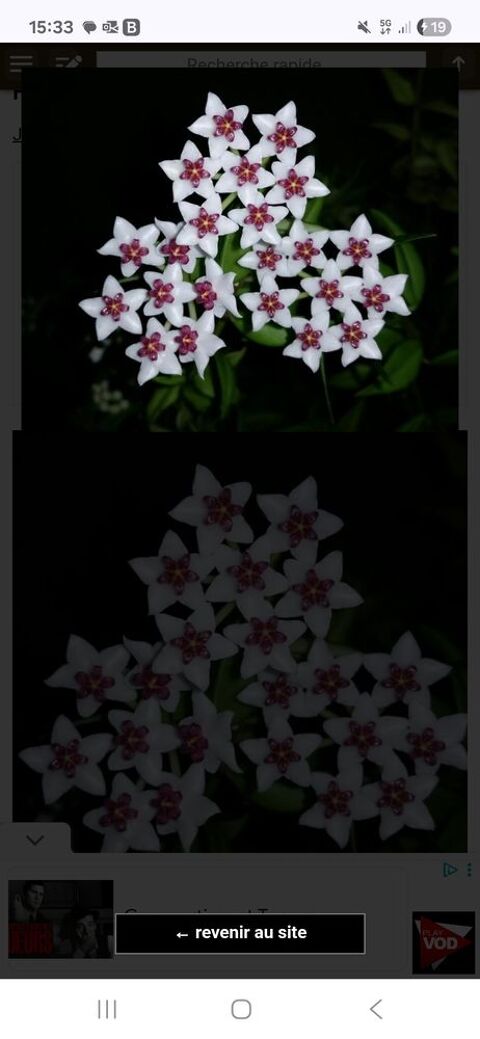 Boutures de plantes 3 Le Mans (72)