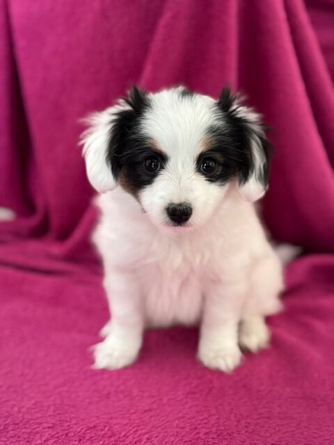 chiot phalène / papillon 1500 82370 Saint-nauphary