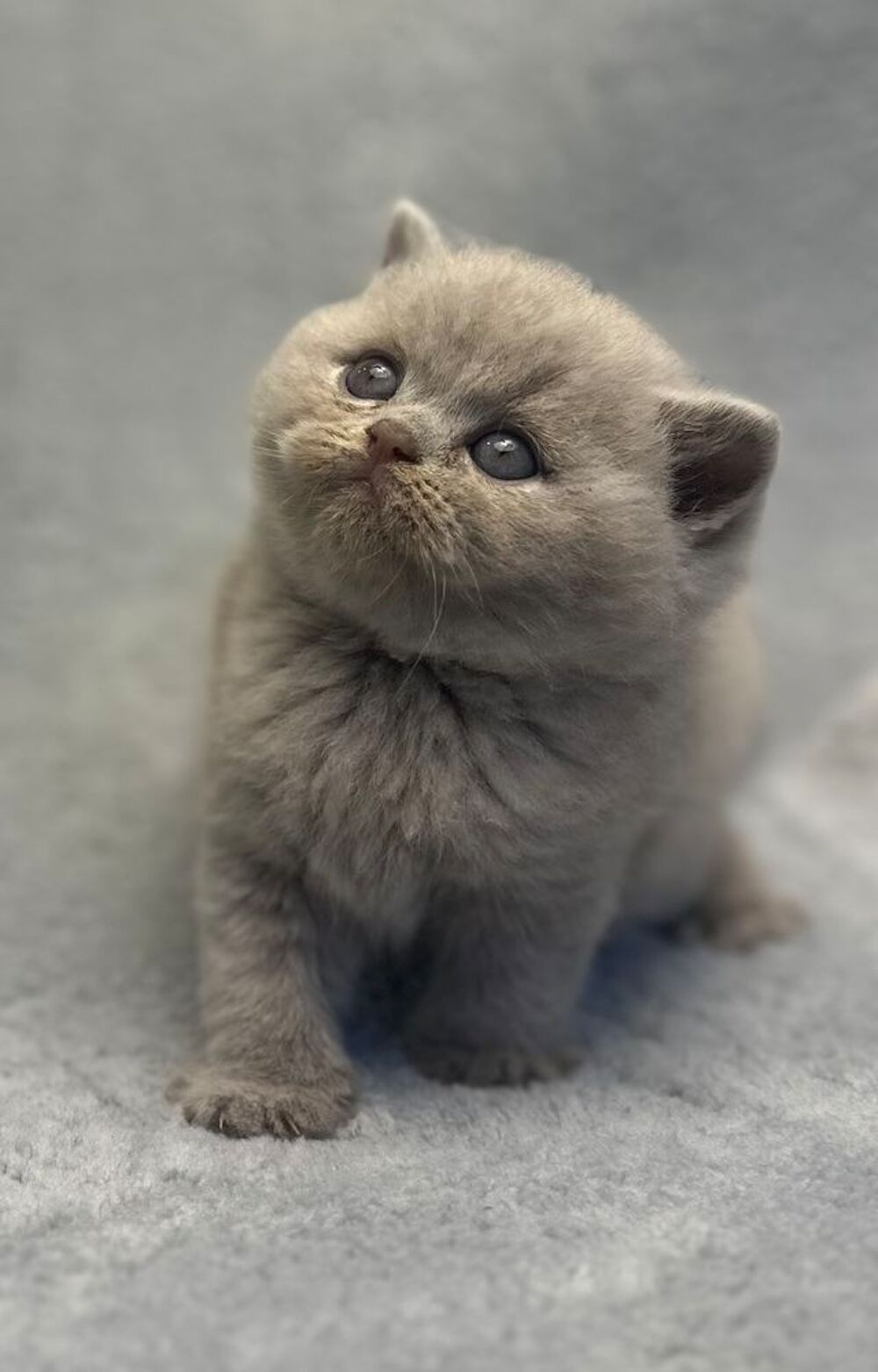   Chaton British Shorthair  