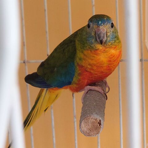 perruche turquoisine 0 36700 Le tranger