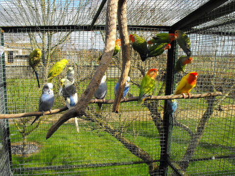 oiseaux de voli&eacute;re s&eacute;x&eacute; 10 79500 Saint-génard