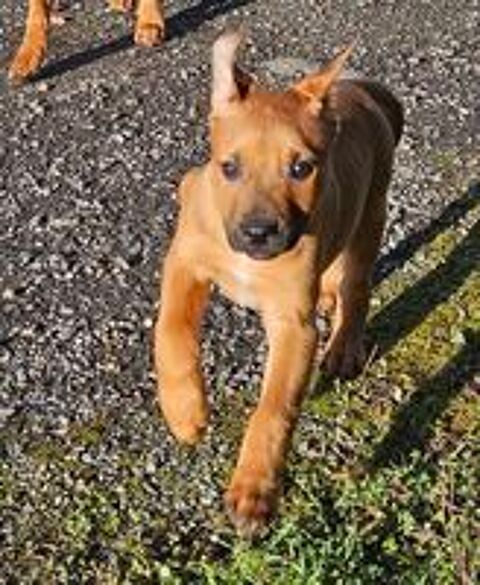   Lior, chiot crois� malinois � adopter 