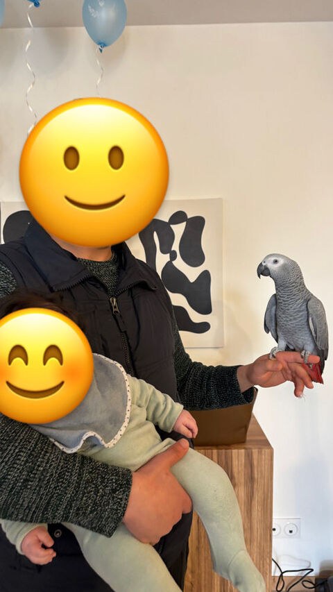 Gris du gabon EAM 1850 38200 Vienne