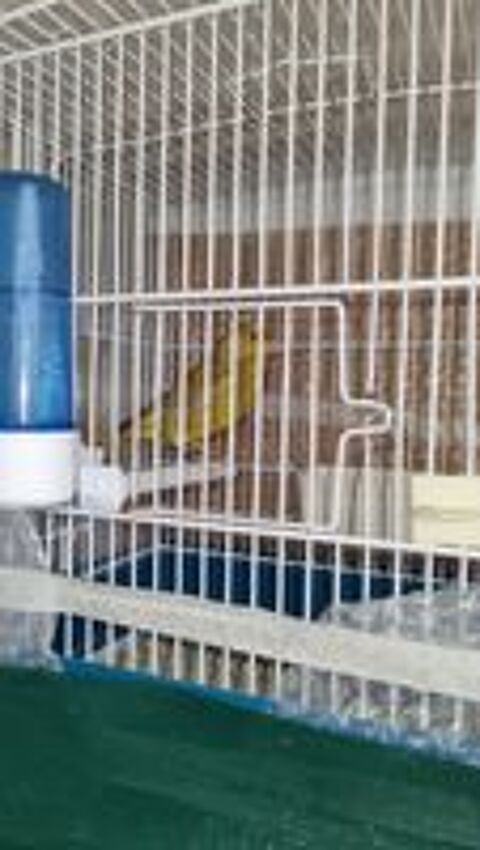   Canaris Verdier brun de mutation  