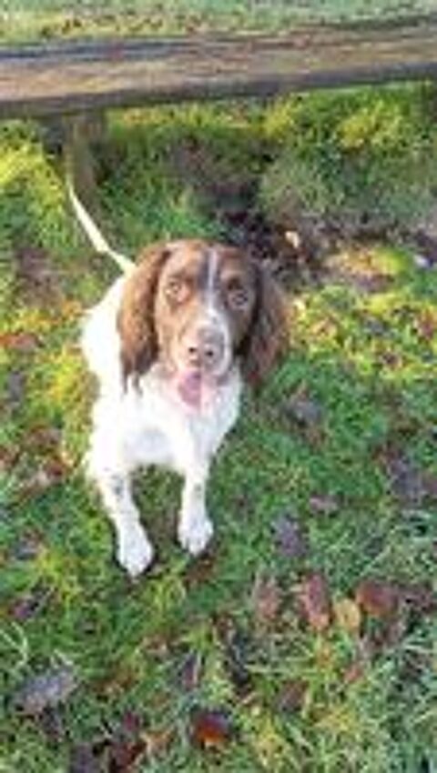   Chien springer spaniel 