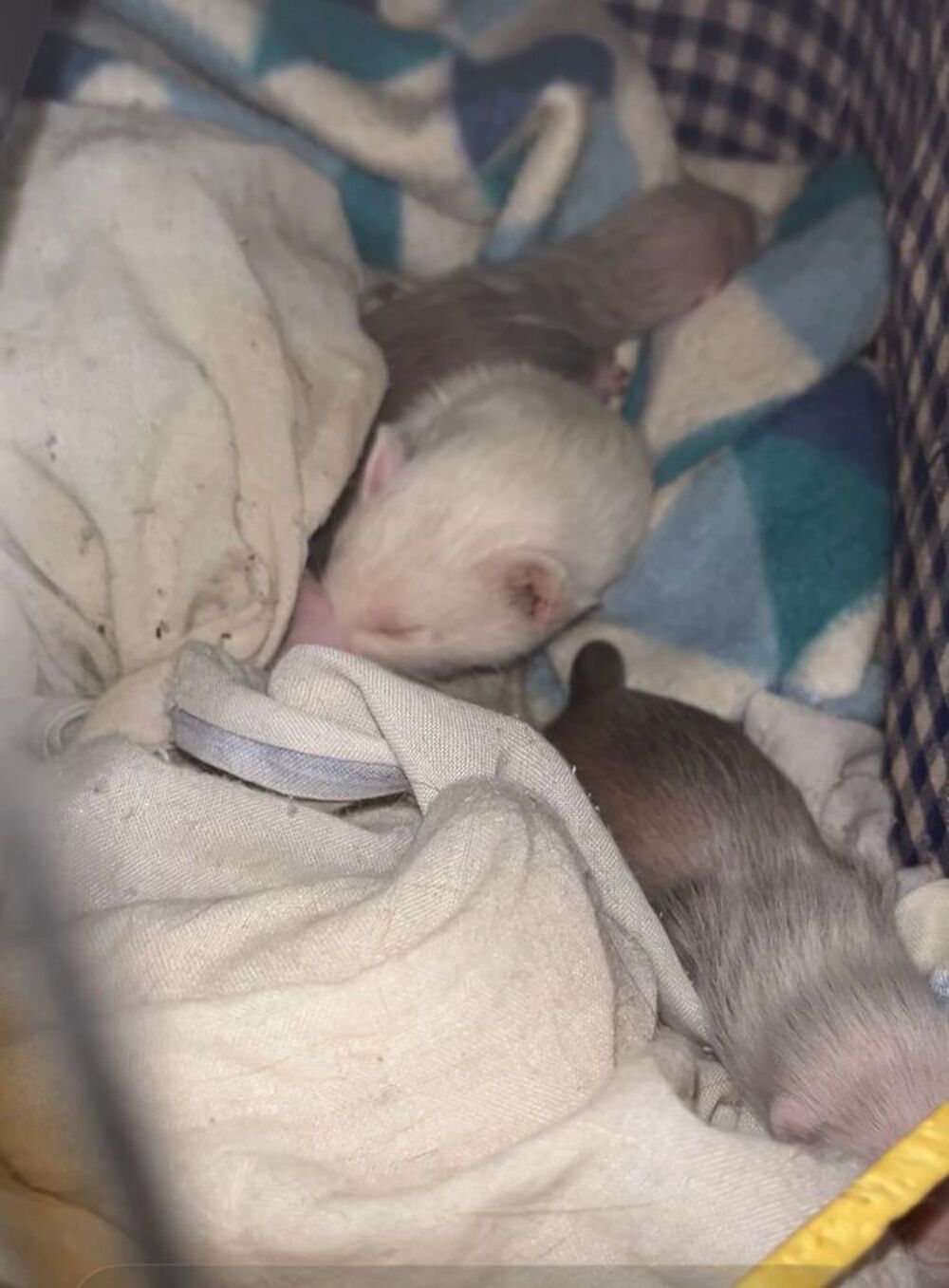   bébé furet 