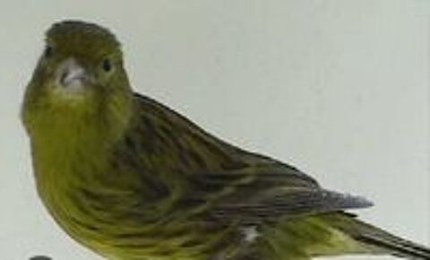   Recherche éleveur Canaris 