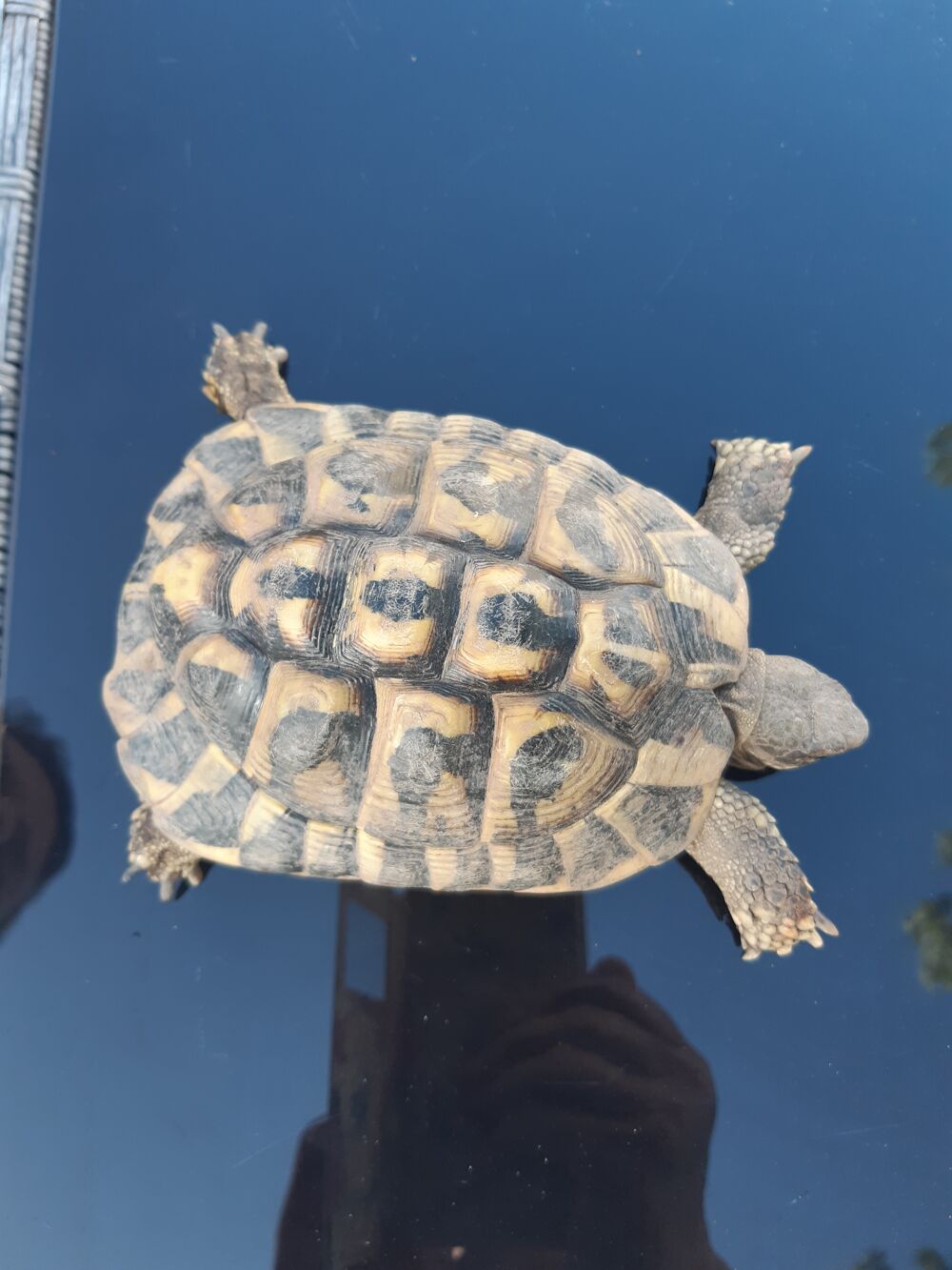  tortue de terres male et femelles 