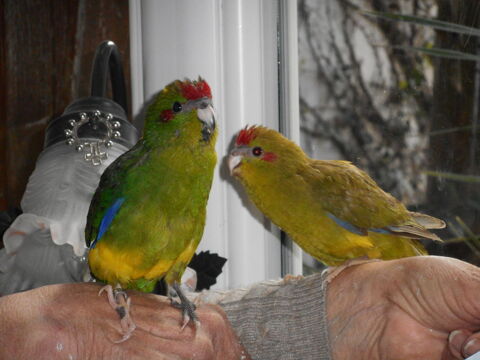 PERRUCHES EAM 70 33140 Villenave-d'ornon