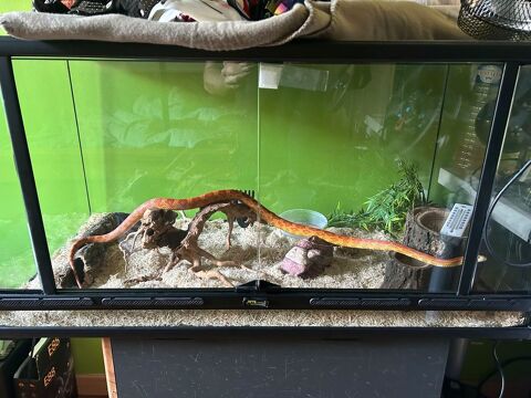 Serpent des blés + terrarium complet 300 60290 Monchy-saint-loi