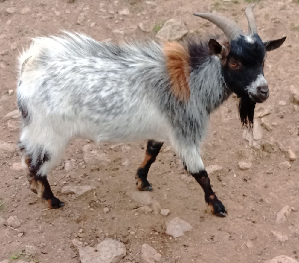   chèvre 