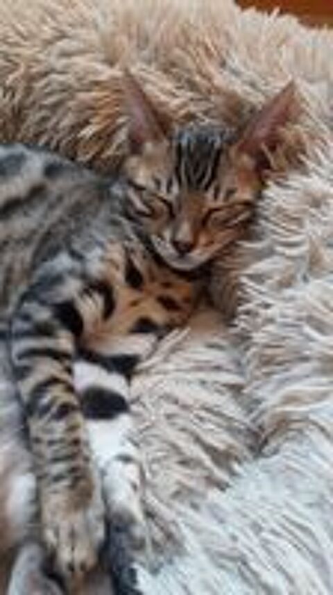   Magnifique chaton bengal  