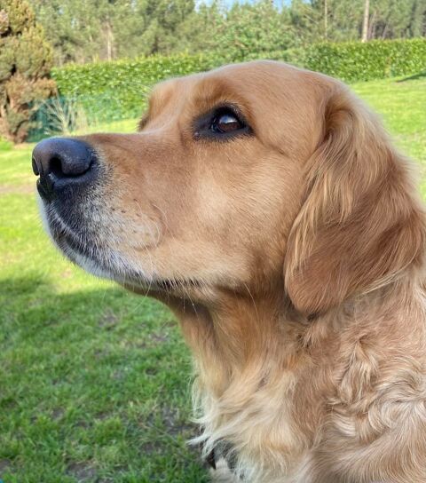 Chiots golden retriever
1000 72330 Parign�-le-p�lin