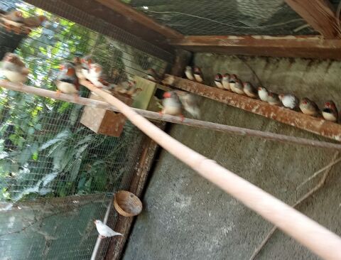 DIAMANTS MANDARINS 10 43210 Bas-en-basset