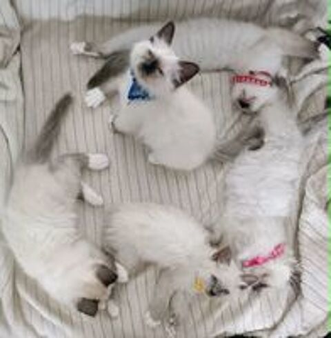   Adorables chatons sacré de Birmanie  