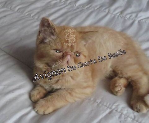 Très beau chaton exotic shorthair 850 10700 Trouans
