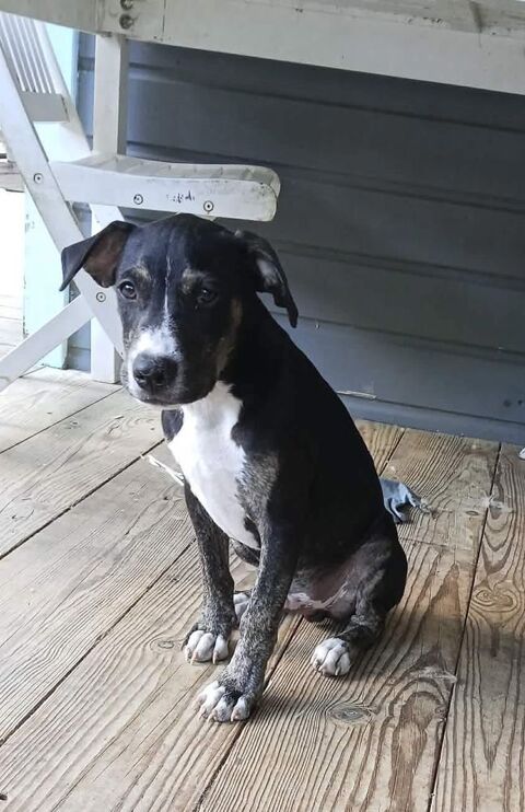 Darwin, le b&eacute;b&eacute; c&acirc;lin 350 86000 Poitiers
