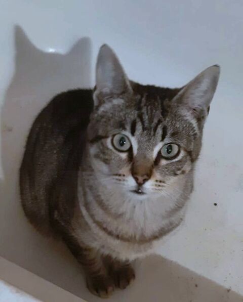 TIGRE 230 27620 Gasny