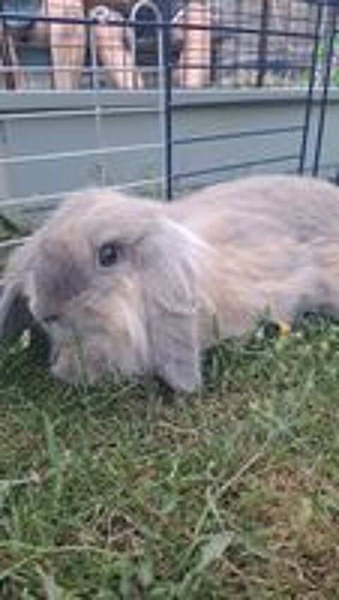   lapin bélier nain vendu avec sa cage et accessoires. 
