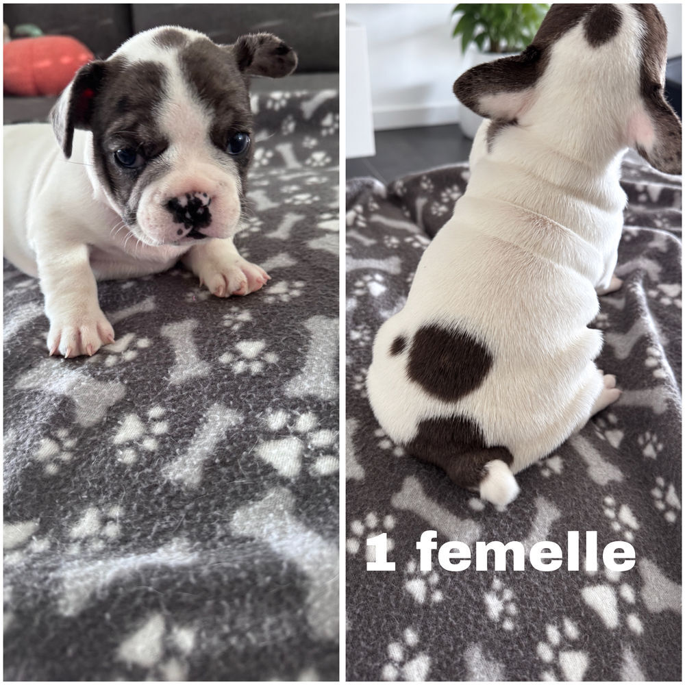   6 chiots Bouledogue français à donner 