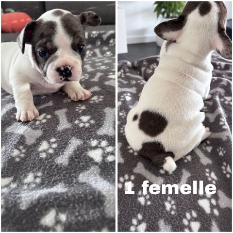 6 chiots Bouledogue fran&ccedil;ais &agrave; donner 0 85130 Les landes-genusson