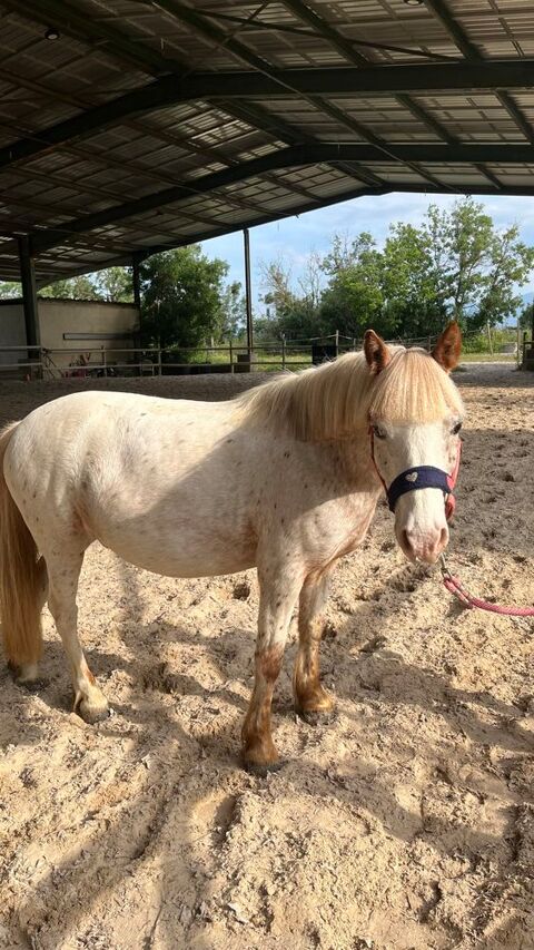 Poney polyvalent 3500 66000 Perpignan