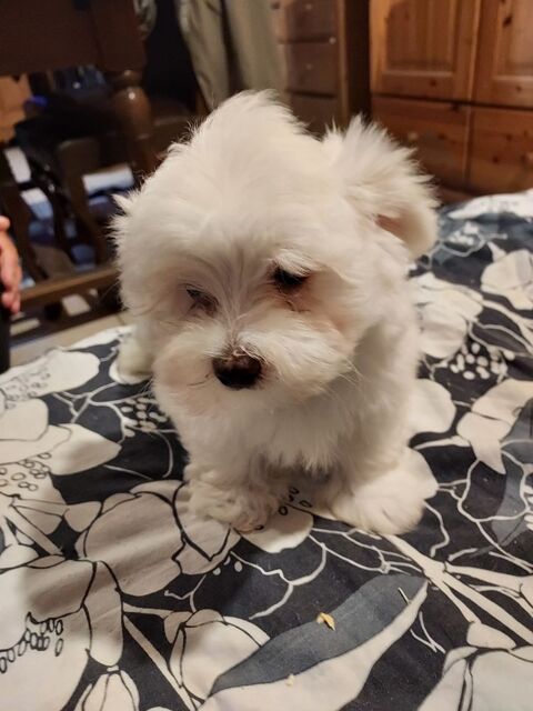 Magnifiques chiots bichons maltais. 950 74490 Saint-jeoire