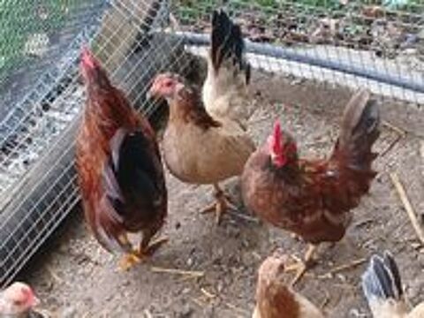  1 poule 2 coqs  