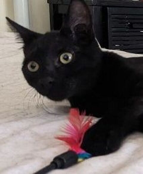 SABLE CHATON NOIR 7 MOIS 225 92260 Fontenay-aux-roses