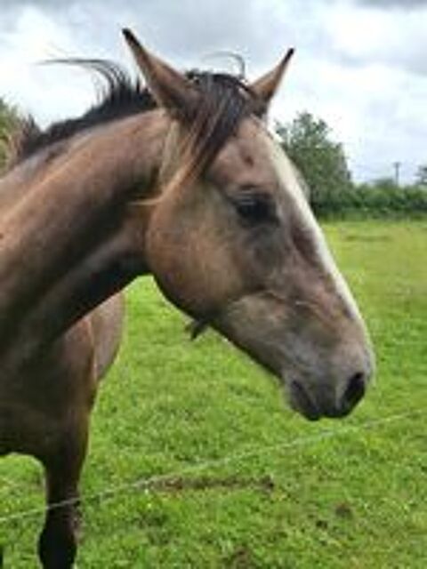   Poulain de 2 ans ONC, 2 parents selle franais  