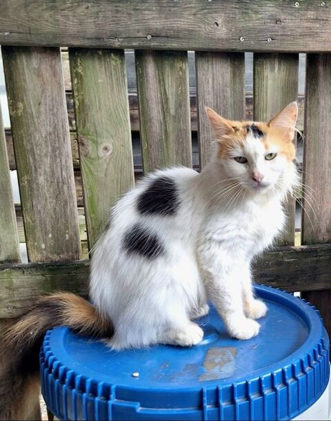 ✨️ P&Eacute;N&Eacute;LOPE ✨️ 🐱 190 95150 Taverny