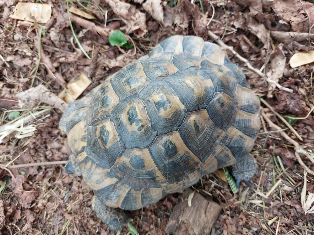   Tortue Graeca mâle adulte 