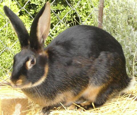 LAPIN CHEVRE 10 79250 Nueil-les-aubiers